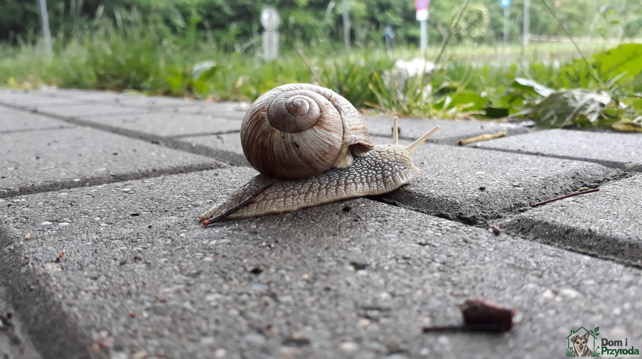 ślimak na chodniku
