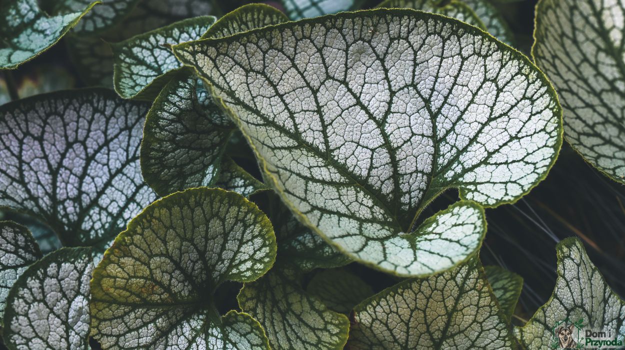 Brunnera wielkolistna