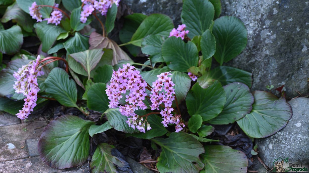 bergenia
