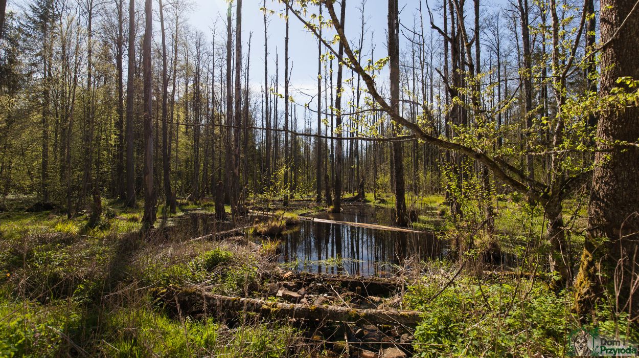 Puszcza Białowieska